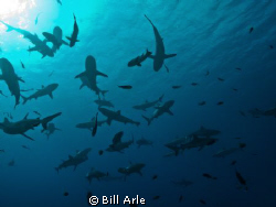 Shark dive.  Coral Sea.  Canon G-10, Ikelite housing. by Bill Arle 